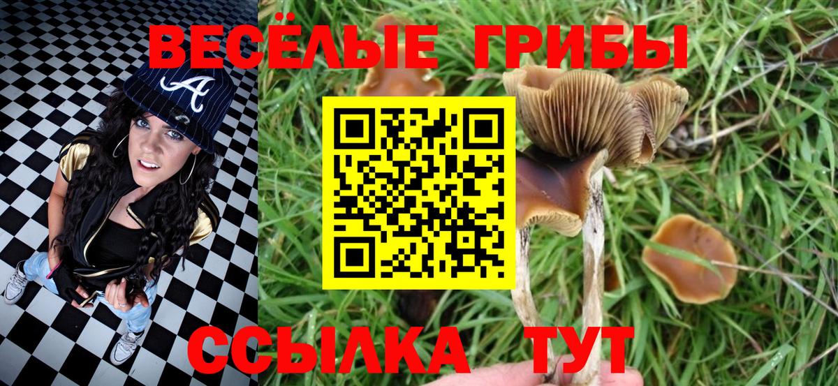 Галлюциногенные грибы Psilocybe Ульяновск